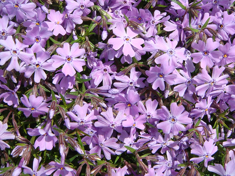 83 Nancy's Garden [2009 May 10].JPG - Nancy's Garden.